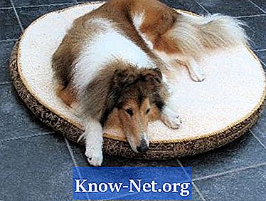 Signes et symptômes d'une intoxication alimentaire canine - Des Articles