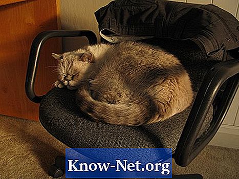 Tegn og symptomer på nasal lymfom hos katter
