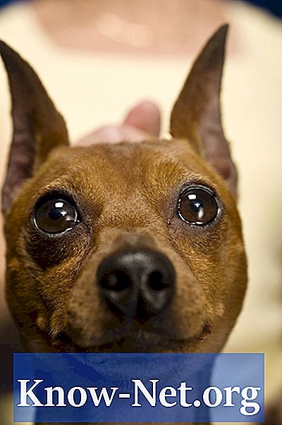 תסמינים של כלבים חולים: צואה כתומה כהה