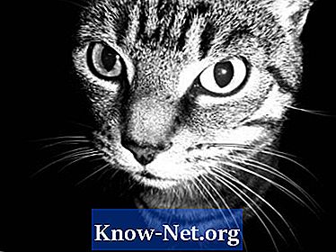 Symptom på anfall hos katter: skum