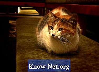 Symptômes d'un chat avec une patte tordue - Des Articles