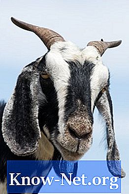 A propos de chèvre avec toux et coryza - Des Articles