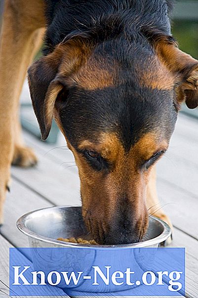 Je narobe stalno spreminjati hrano za psa?