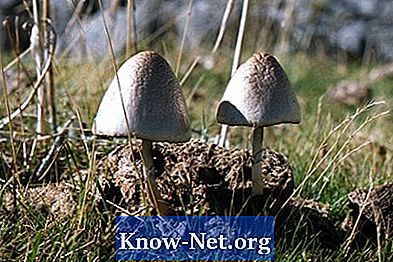 Typer av vita svampar som föds i gräset