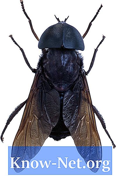 Typer av små, svarte flygende insekter