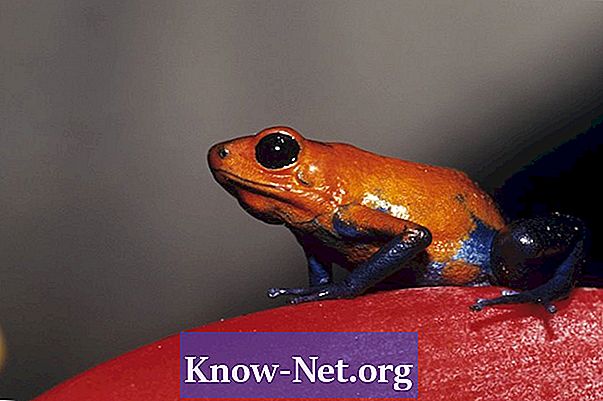 라틴 아메리카의 숲 개구리의 종류