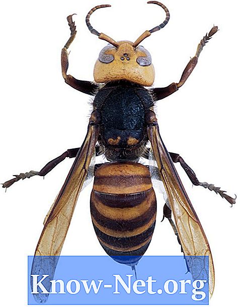 Tipuri de viespi