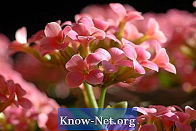 Toxicité de Kalanchoe tubiflora - Des Articles