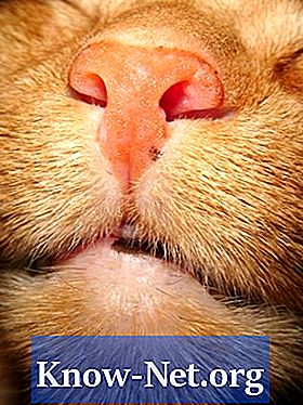 고양이 턱에 여드름 치료