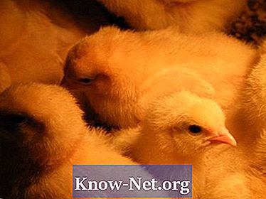 Behandeling voor witte bacillaire diarree bij kippen