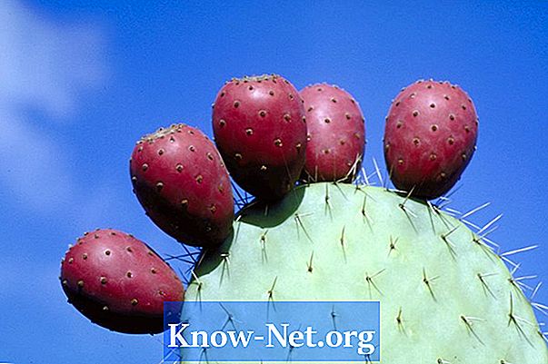 Kan en skrynklig, visd kaktus komma tillbaka till livet?