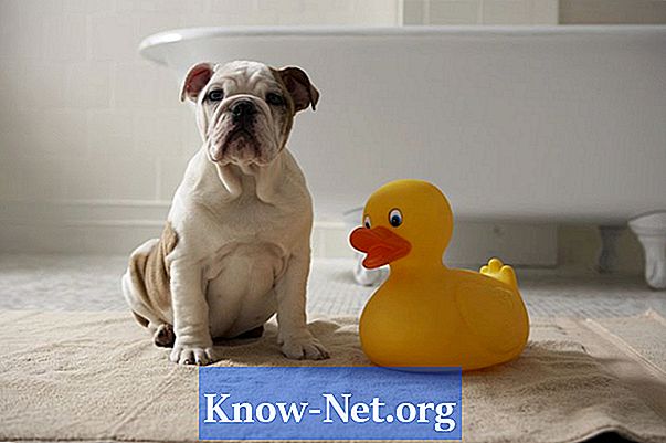 Använd borsyrapulver för att bada hos hundar