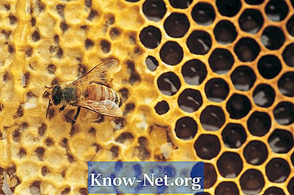 Prednosti in slabosti čebel