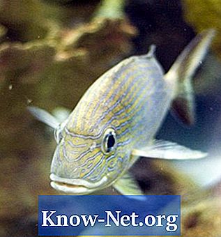 Можете ли заменити акваријумски шљунак рибом унутар резервоара?