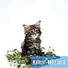 Sind Basilikumpflanzen für Katzen giftig? - Leben