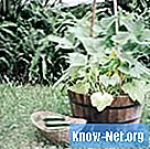 Cómo cultivar calabacines verticalmente - Vida