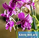 Hur man gör en egen orkidéagar