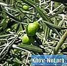 Ako vyrobiť olivovo zelenošedú farbu - Život
