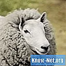 Cómo hacer una alfombra de piel de oveja