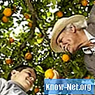 Sådan beskæres appelsintræer