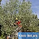Comment arroser les arbres fruitiers et les vergers