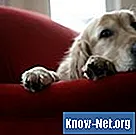 Πώς να αφαιρέσετε τα ούρα σκύλου από τα μαξιλάρια καναπέδων