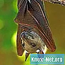 Ako odstrániť a vylúčiť netopiere z podkrovia
