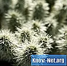 Kuidas eemaldada kaktuse okkad riietelt - Elu