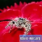 Ce tipuri de păianjeni au semne galbene și roșii