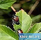 Jak naturalnie odstraszyć chrząszcze z domu