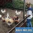 Jak odstraszyć kurczaki