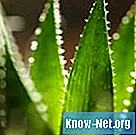 Wie man Aloe in eine größere Vase umpflanzt