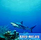 Comment connaître le sexe d'un requin albinos frenatus - La Vie