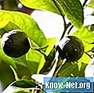 Hoe een stervende citrusboom te redden