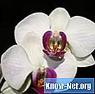 Cómo teñir flores de orquídeas