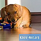 Come eliminare l'odore di urina del cane dai pavimenti in legno