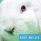 Hvordan behandle et kutt på en kanin - Liv