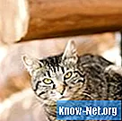 Природные средства от инфекций мочевыводящих путей у кошек