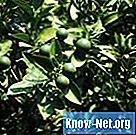 Kā ārstēt citronu koku ar saritinātām lapām - Dzīve
