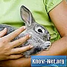 Comment apprendre à votre lapin à ne pas mordre ou creuser des objets dans la maison - La Vie