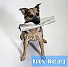 Как да дресираме кученце синя топка