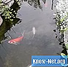 물고기 연못에서 석회암을 사용하는 방법?