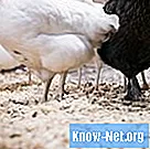 Hur man använder jordbrukskalk i kycklingkroppar