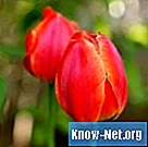 Que faire des tulipes après la floraison?