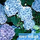 Pomen modre hortenzije