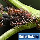 Използването на оцет за унищожаване на мравки от термити