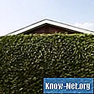 Des plantes qui étouffent le bruit des voisins bruyants - La Vie