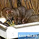 Kodused tooted hiirte ja rottide tapmiseks - Elu