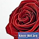 Hvad får rosenknopper til at blive brune, før de blomstrer i rosenbuske