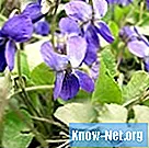 Ko nozīmē violets zieds?